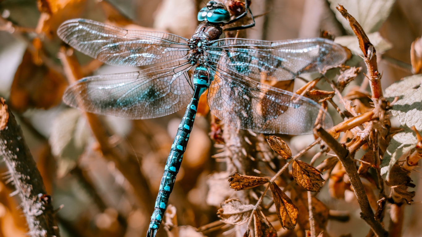 Большая голубая стрекоза сидит на ветке 