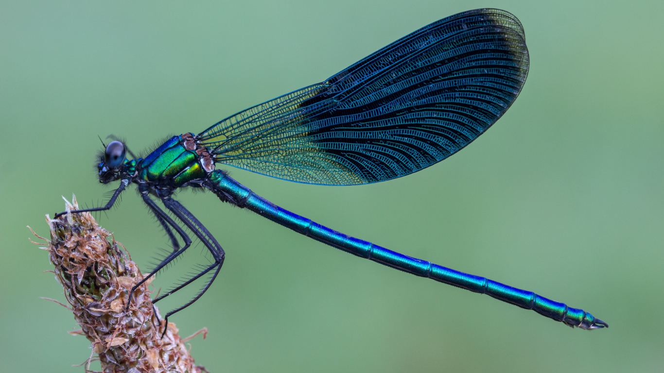 Большая синяя стрекоза сидит на колоске 