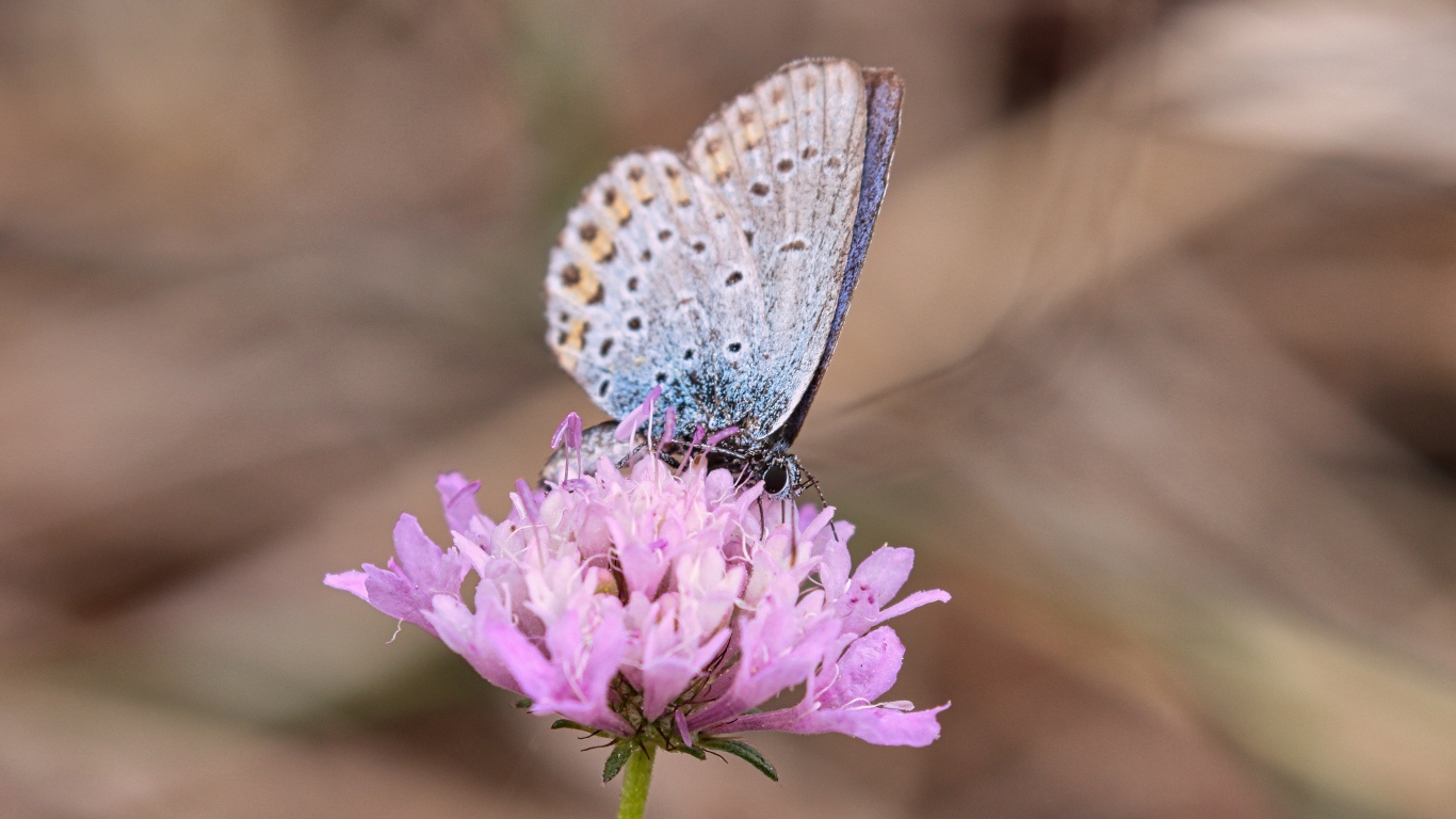 Красивая голубая бабочка на розовом цветке