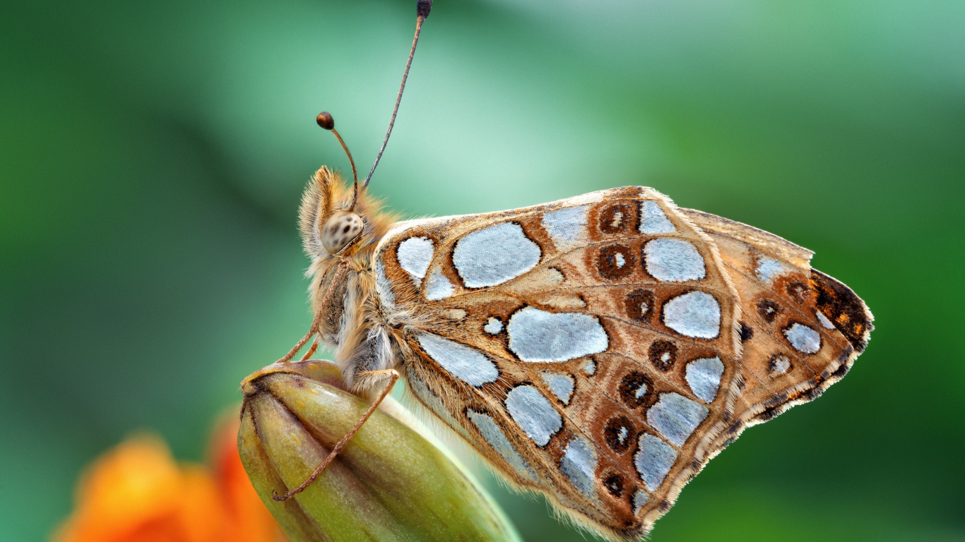 Красивая коричневая бабочка сидит на бутоне цветка 