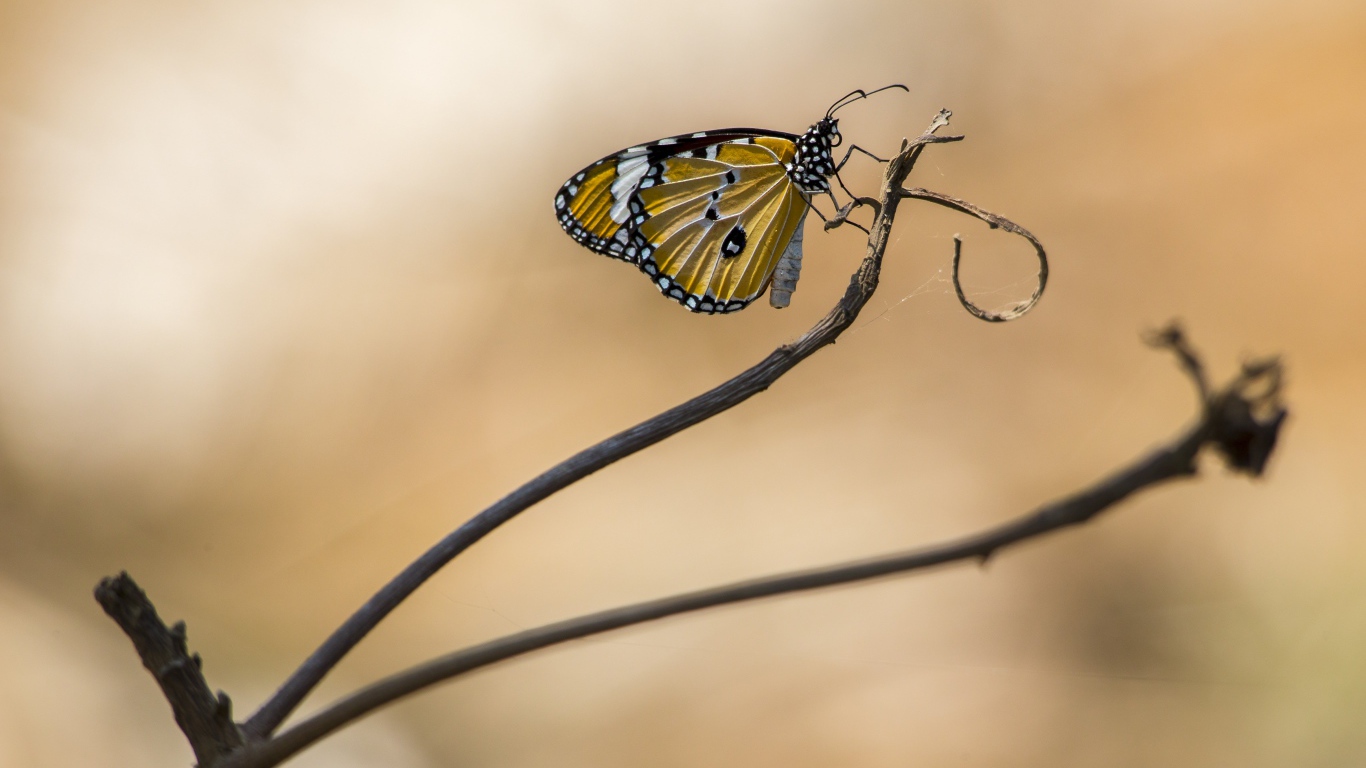 Красивая бабочка сидит на ветке дерева