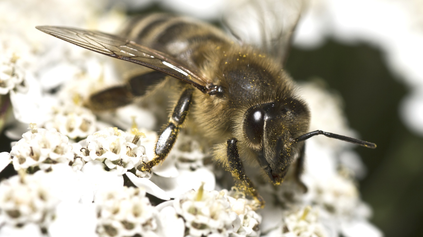 Большая пчела собирает нектар на белом цветке 