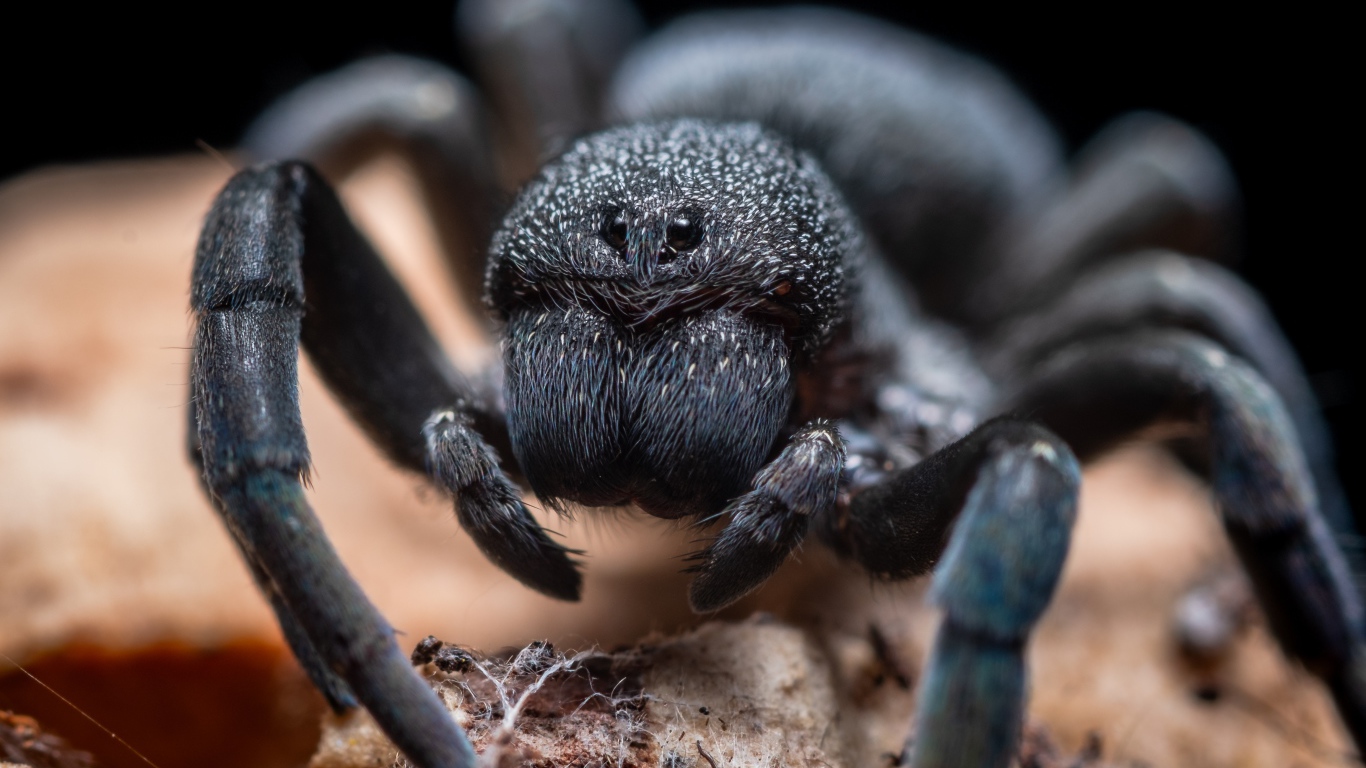Большой черный опасный тарантул