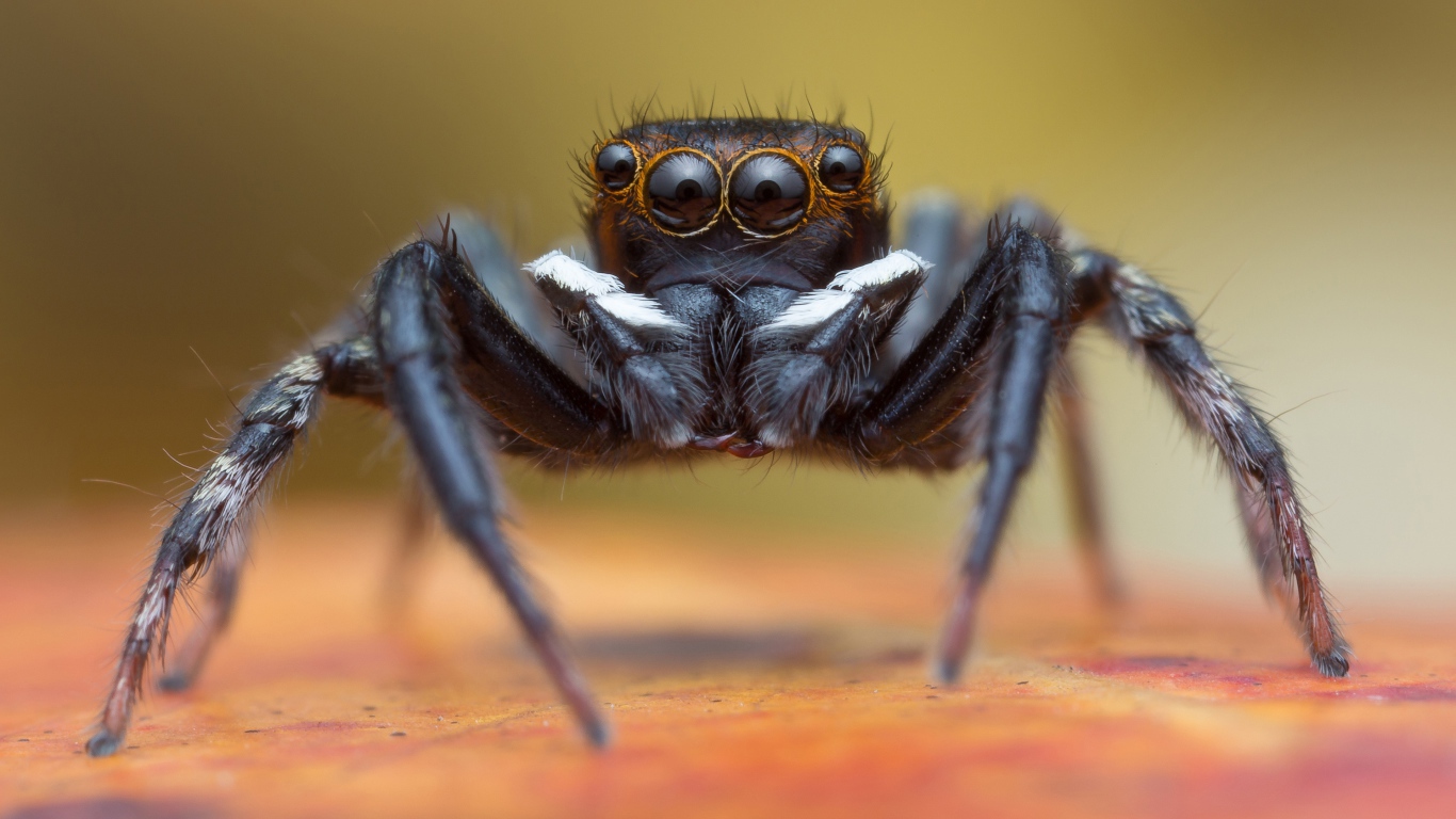 Большой черный паук крупным планом