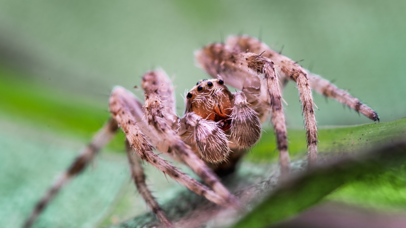 Большой паук на зеленом листке 