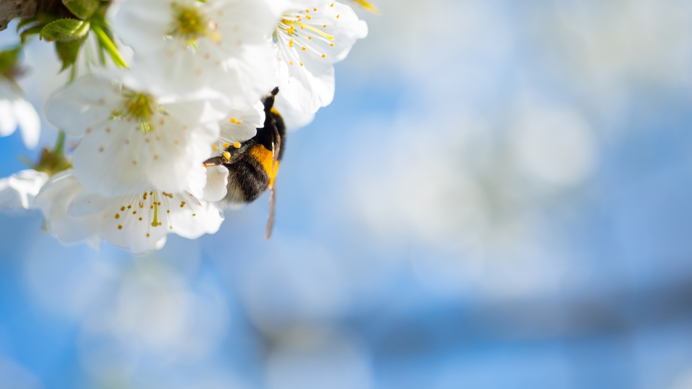 Шмель сидит на белых цветах вишни на фоне неба