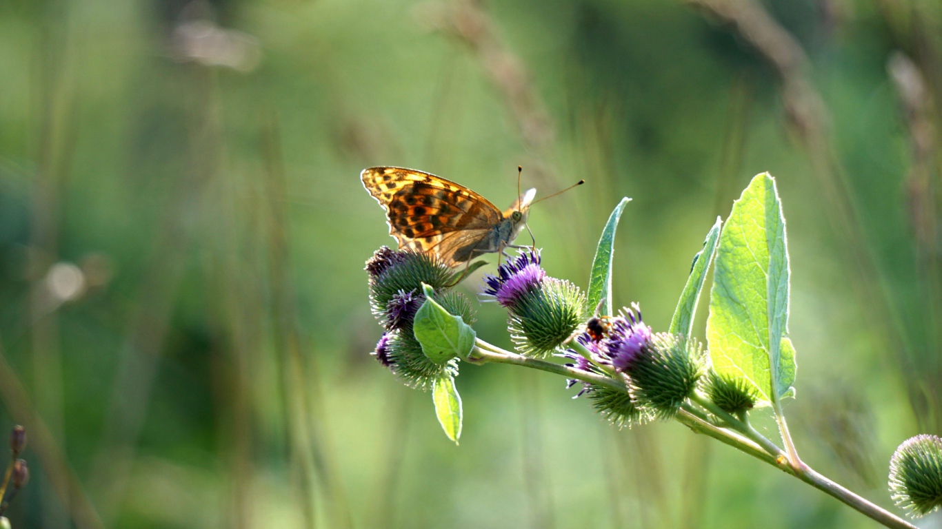 Бабочка сидит на ветке репейника