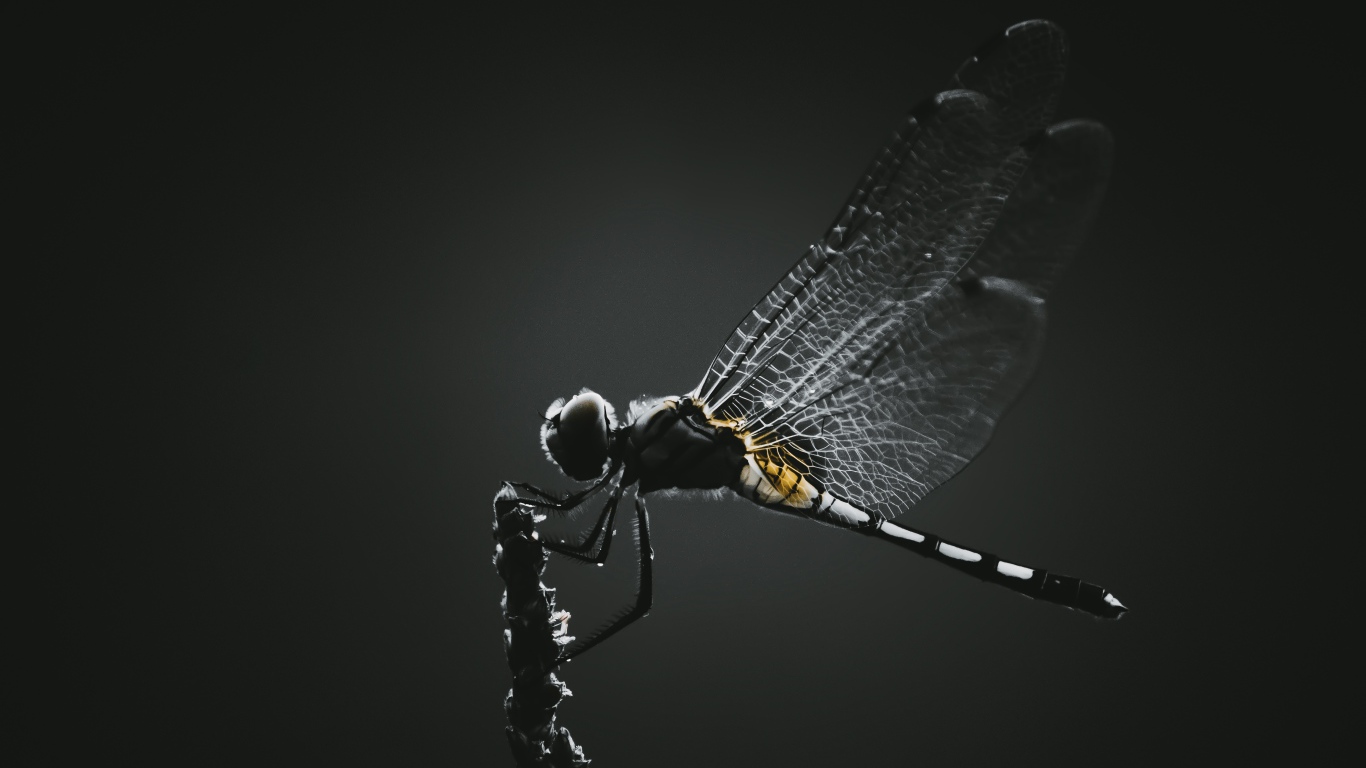 Стрекоза сидит на ветке на черном фоне 