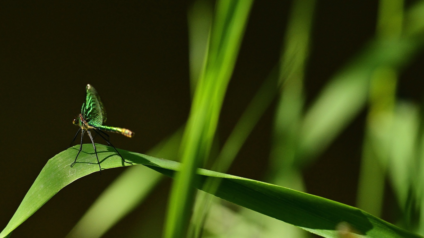 Зеленая стрекоза сидит на траве на черном фоне