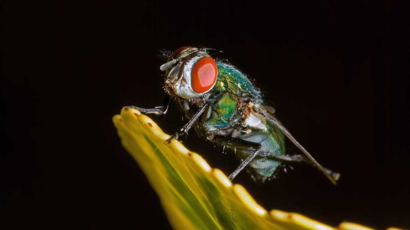 Зеленая муха на черном фоне крупным планом
