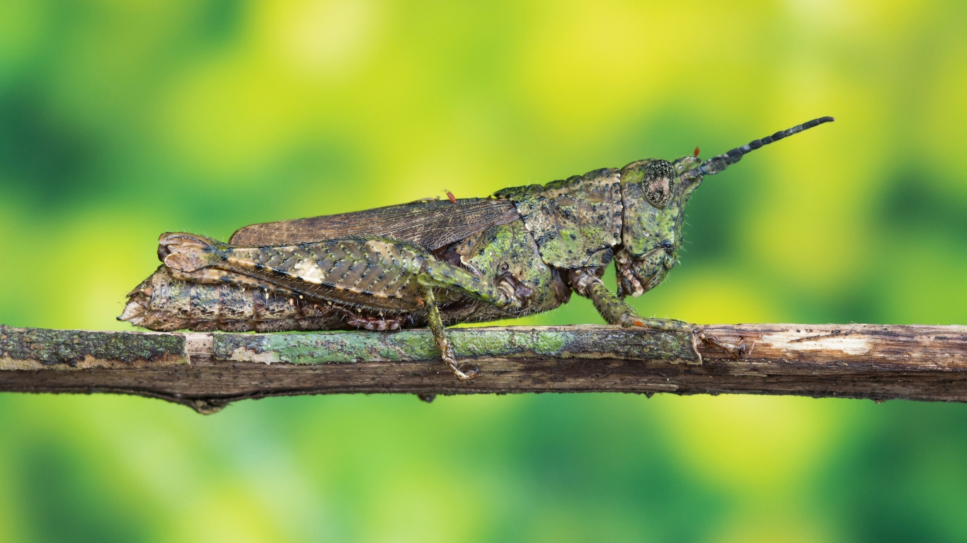 Большая саранча сидит на ветке 