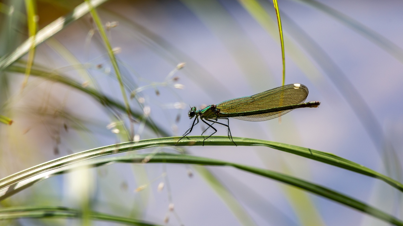 Маленькая зеленая стрекоза сидит на траве