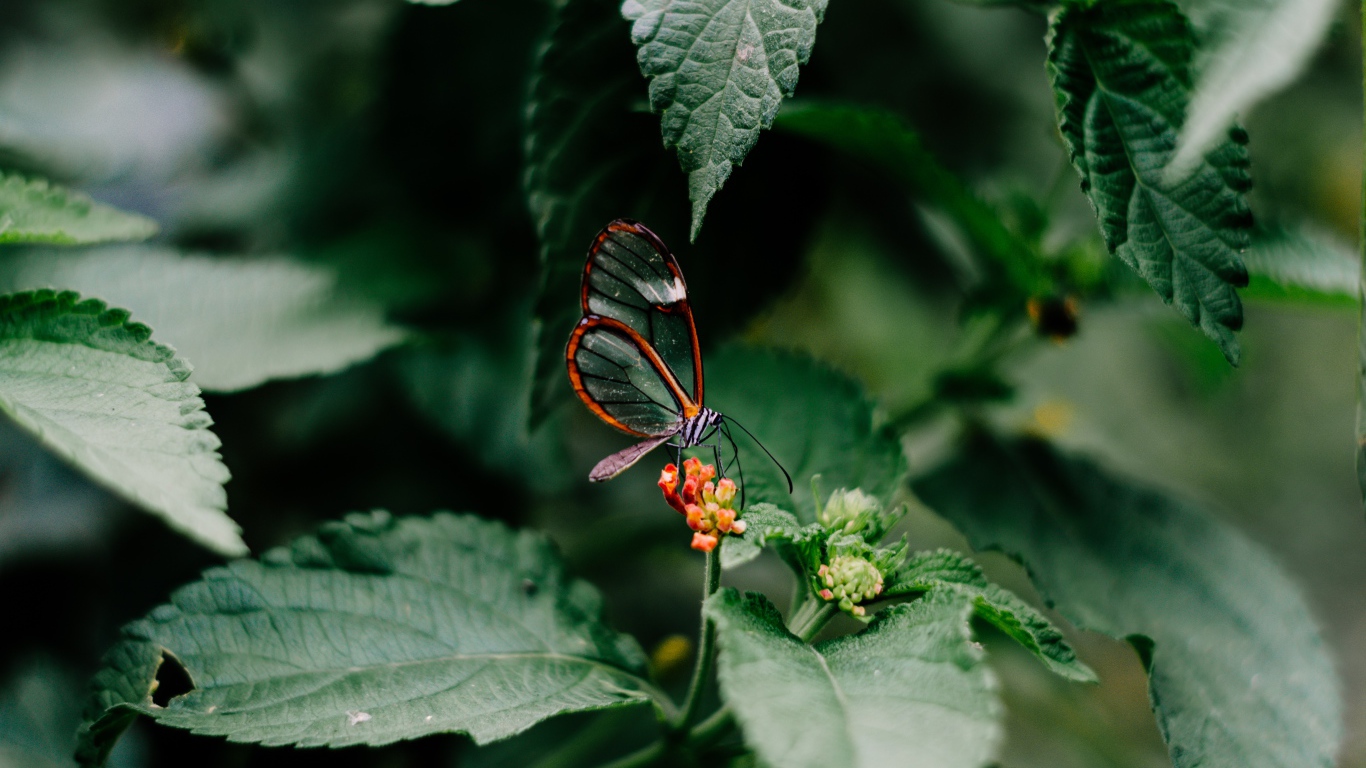 Маленькая прозрачная бабочка сидит на цветке в зеленых листьях 