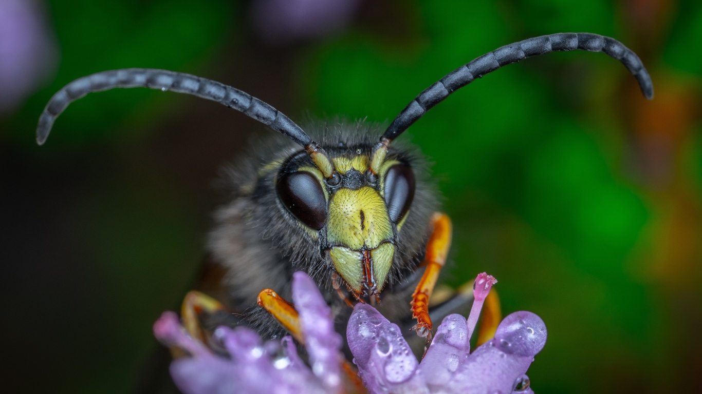 Голова осы на цветке крупным планом