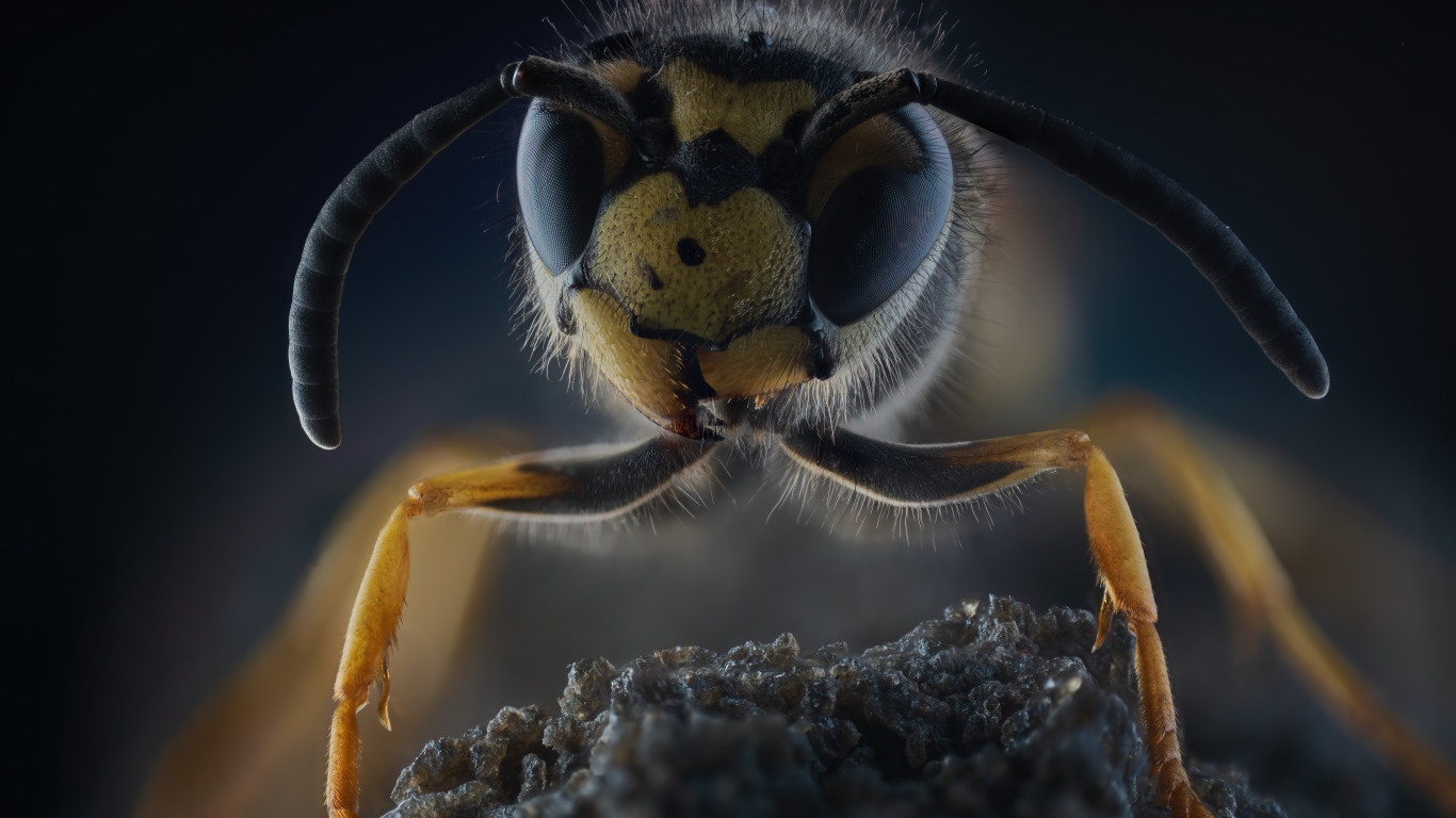 Оса на камне крупным планом