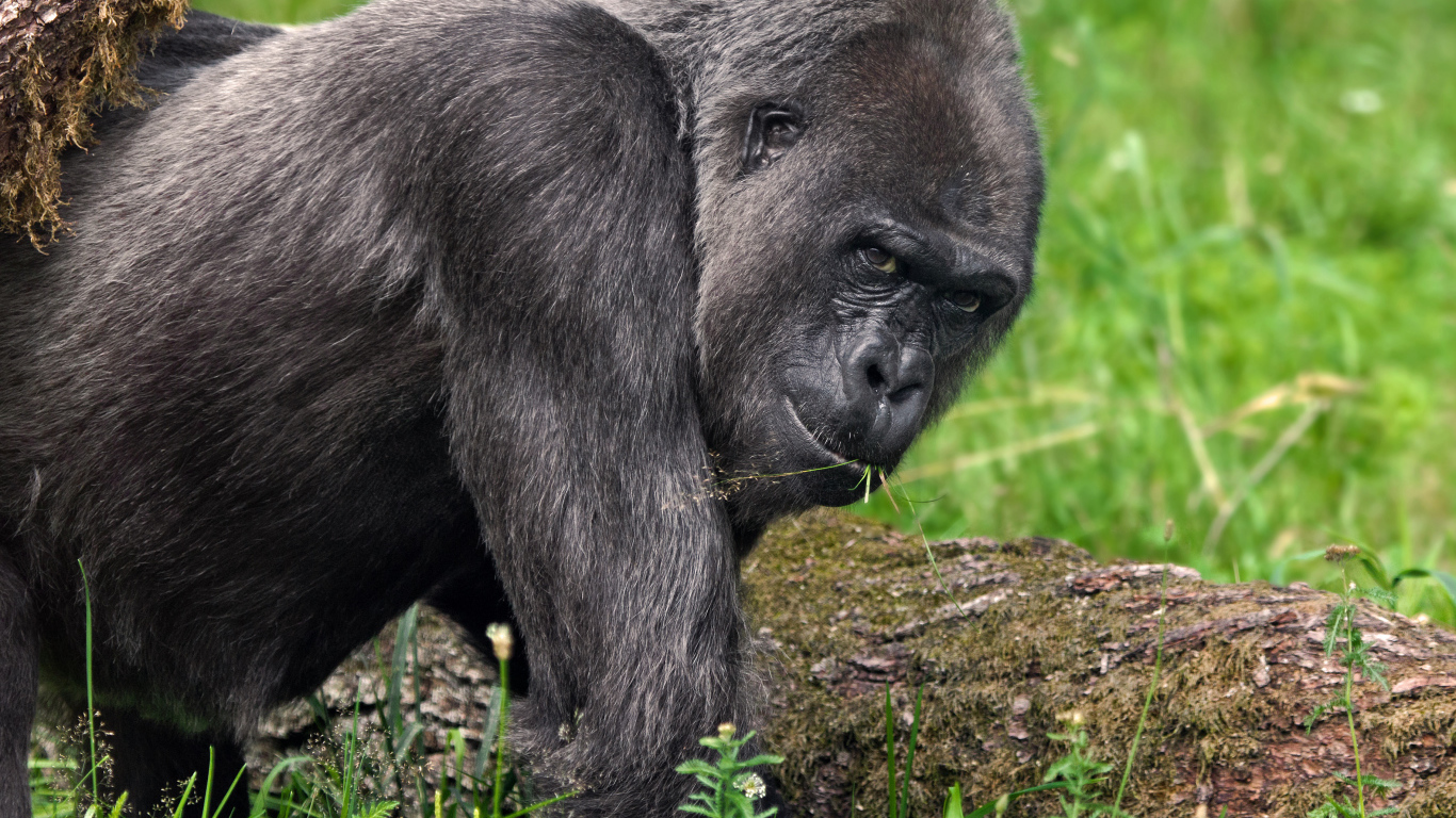 Большая черная горилла идет по траве