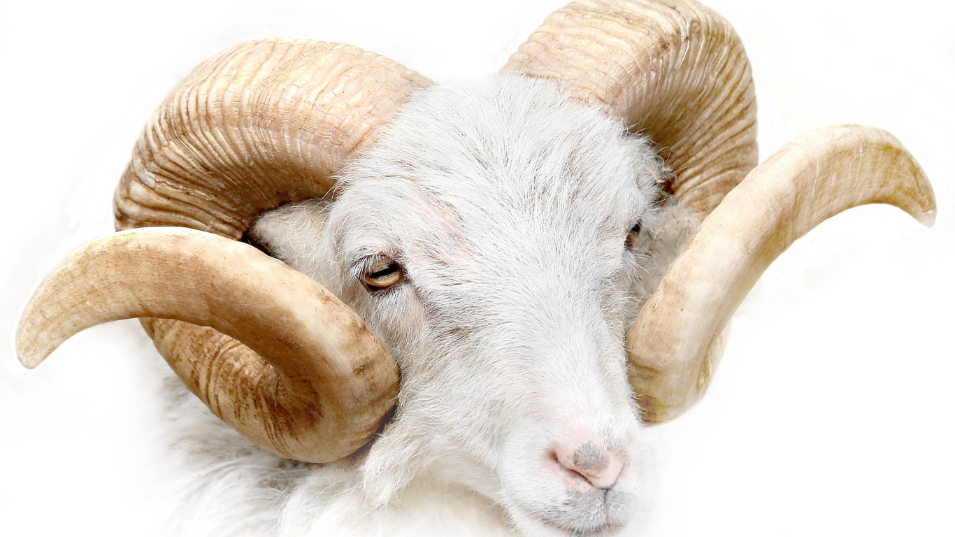 Ram with big horns on a white background