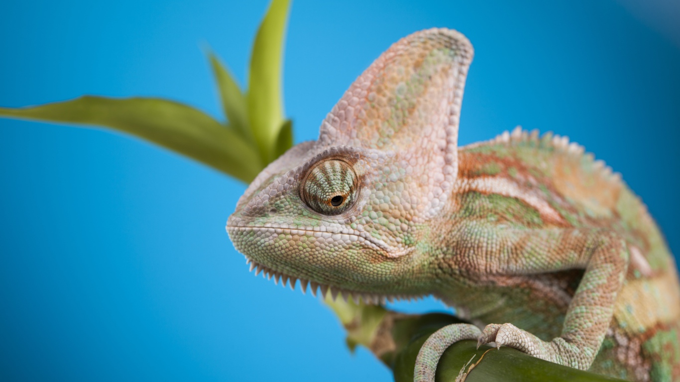 Большой хамелеон сидит на зеленой ветке на голубом фоне