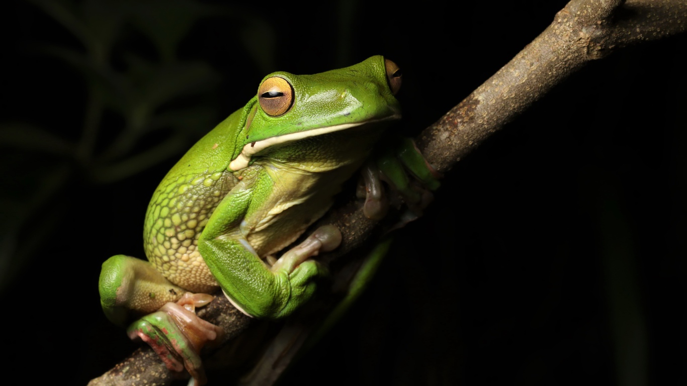 Big green frog sitting on a branch
