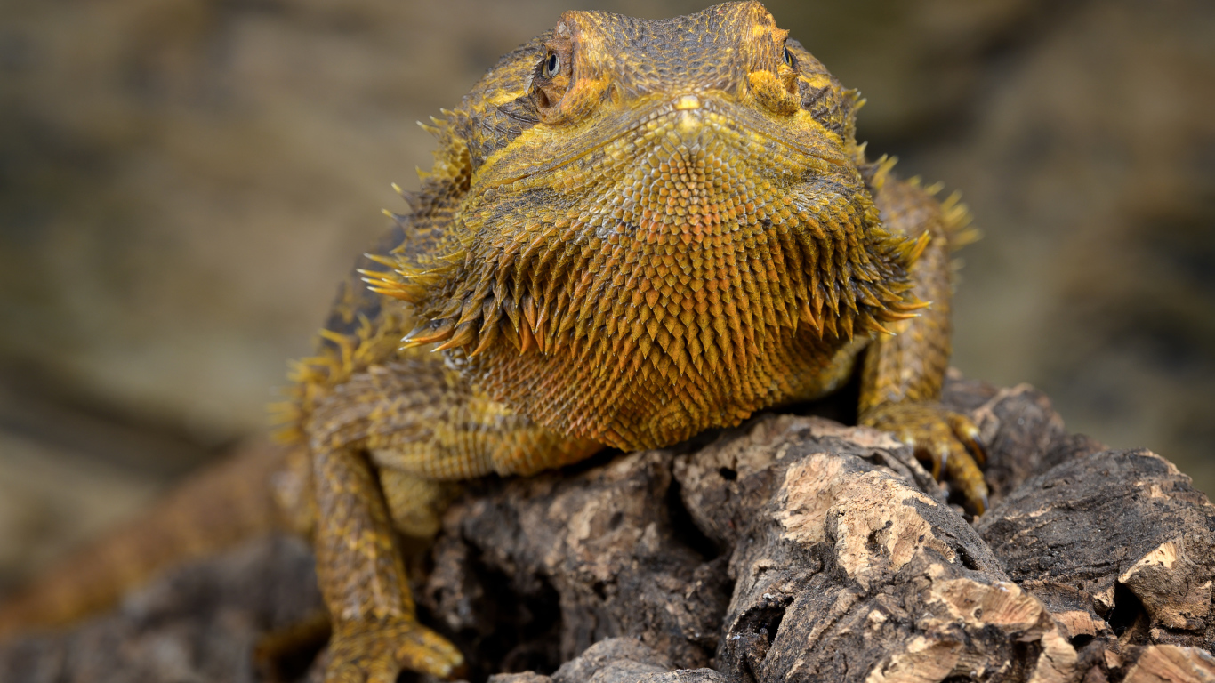 Большая игуана сидит на сухой коряге