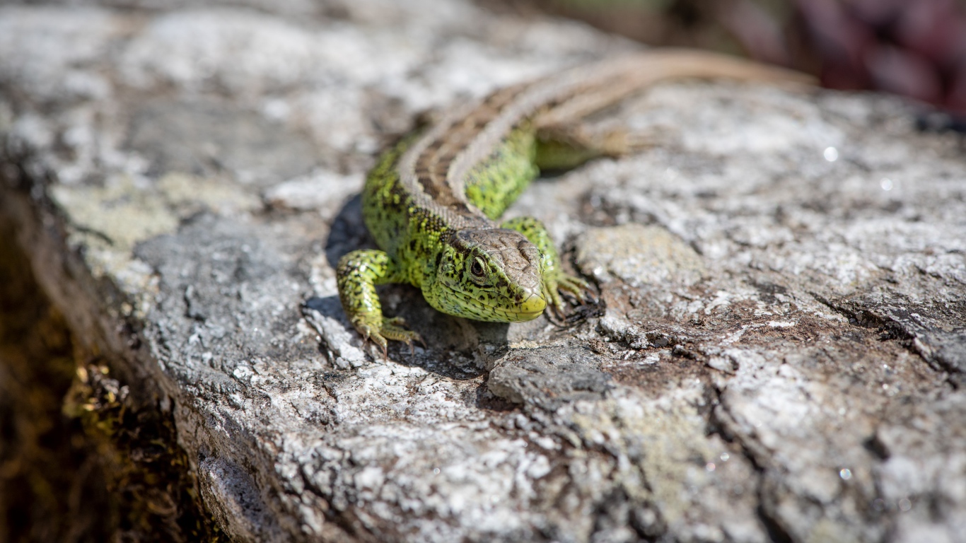 Зеленая ящерица сидит на камне 
