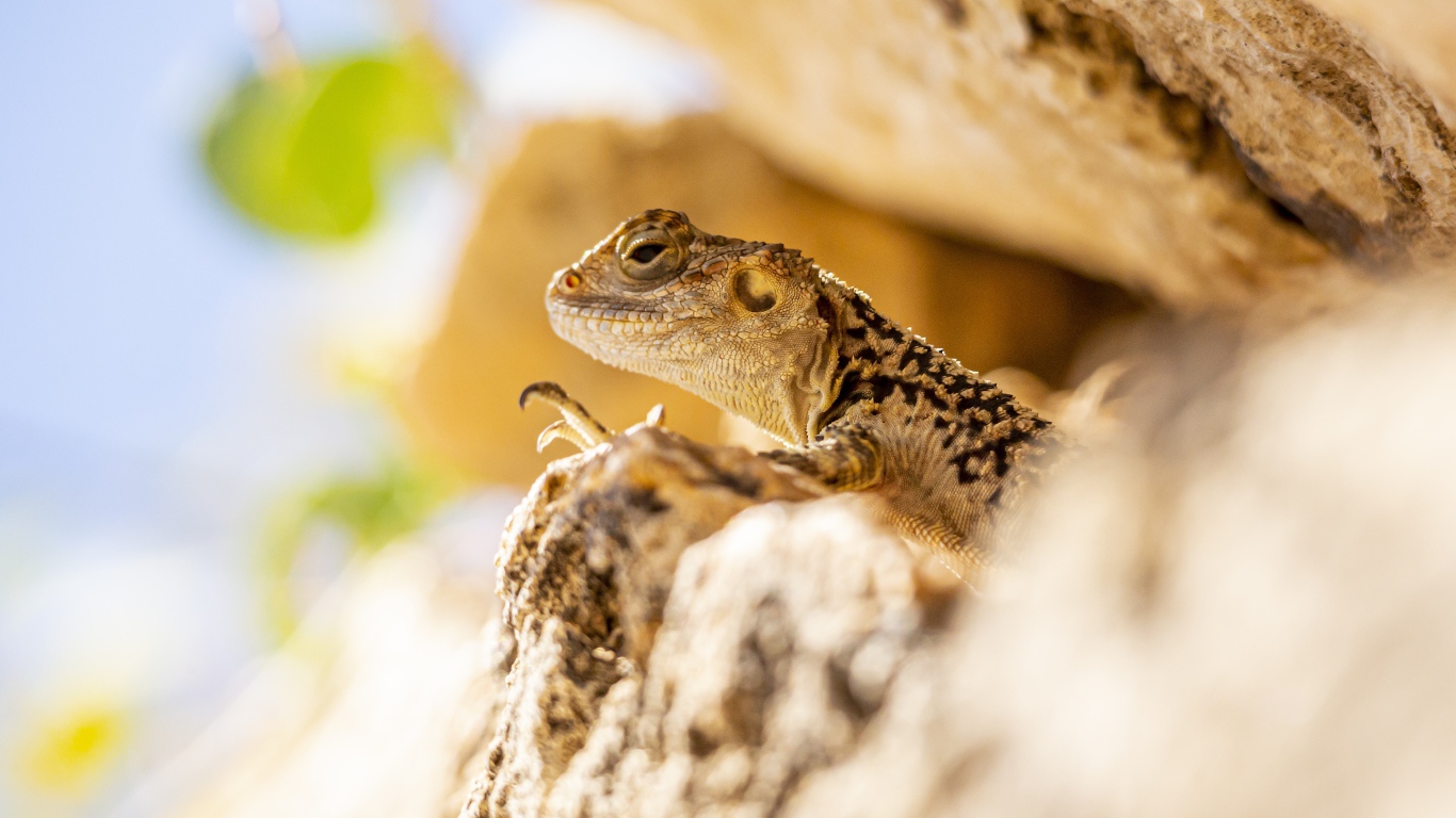 Маленькая ящерица прячется в камнях 