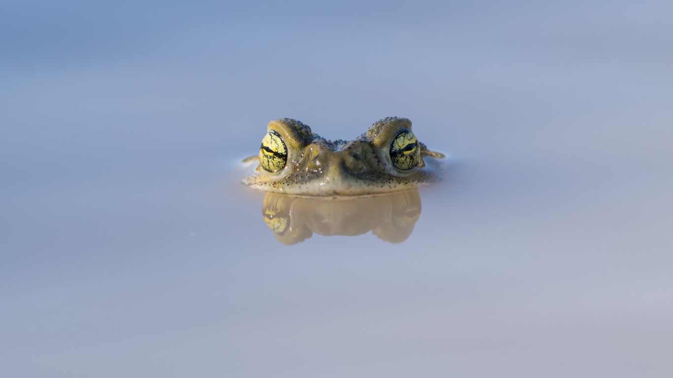 Голова лягушки выглядывает из воды
