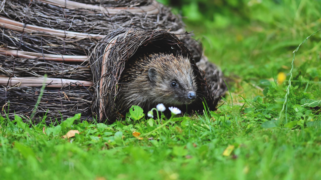 Маленький колючий еж вылезает из домика