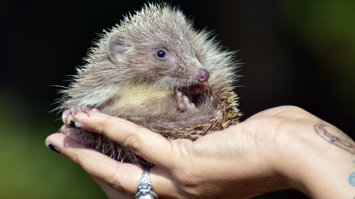 Маленький колючий еж лежит на руке