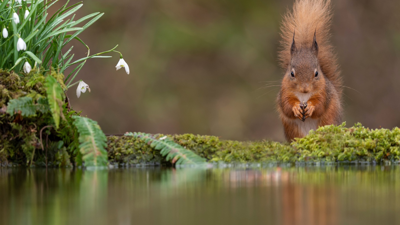 Белка с пушистым хвостом грызет орех у воды