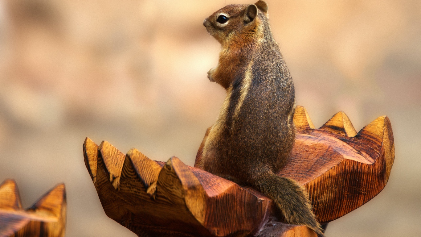 Бурундук сидит на деревянной скульптуре 