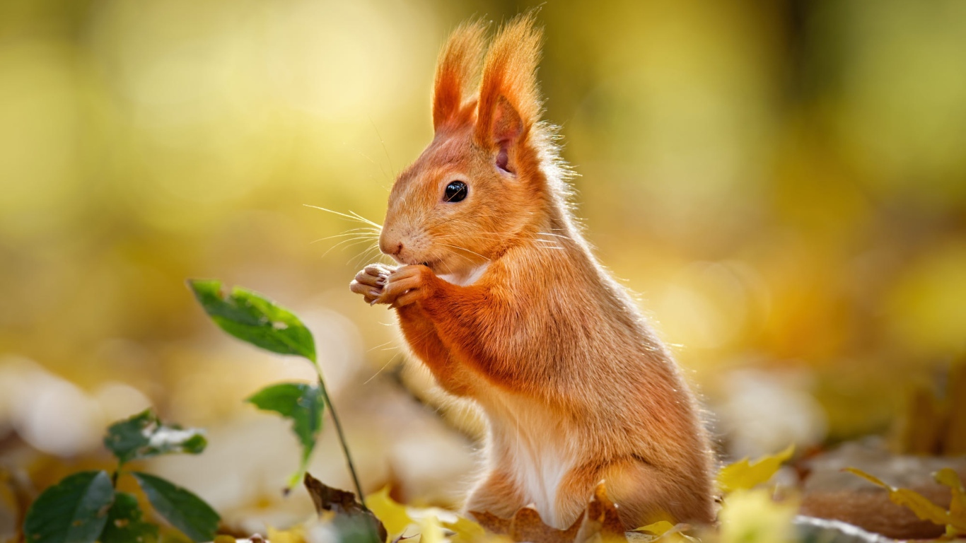 Милая рыжая белка сидит на желтых листьях 