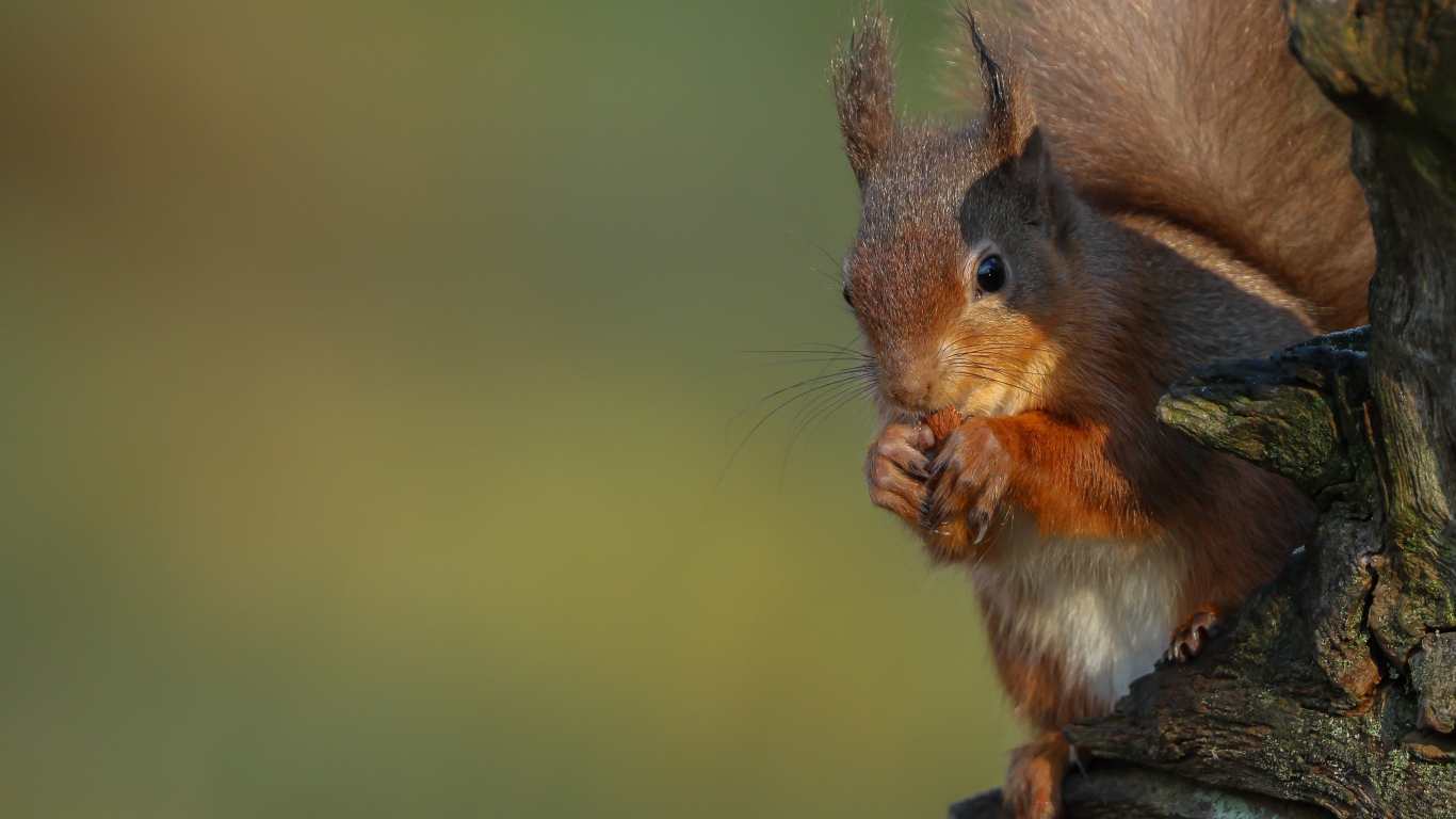 Fluffy red squirrel nibbles a nut on a tree