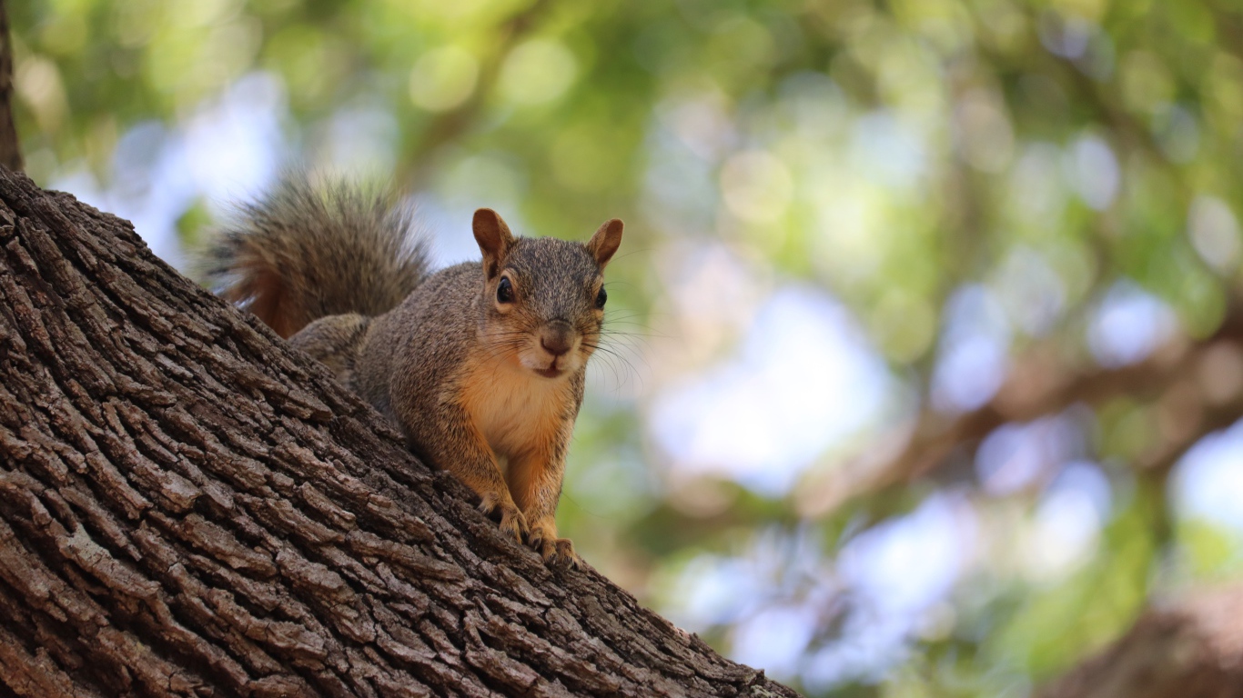 Забавная быстрая рыжая белка сидит на дереве