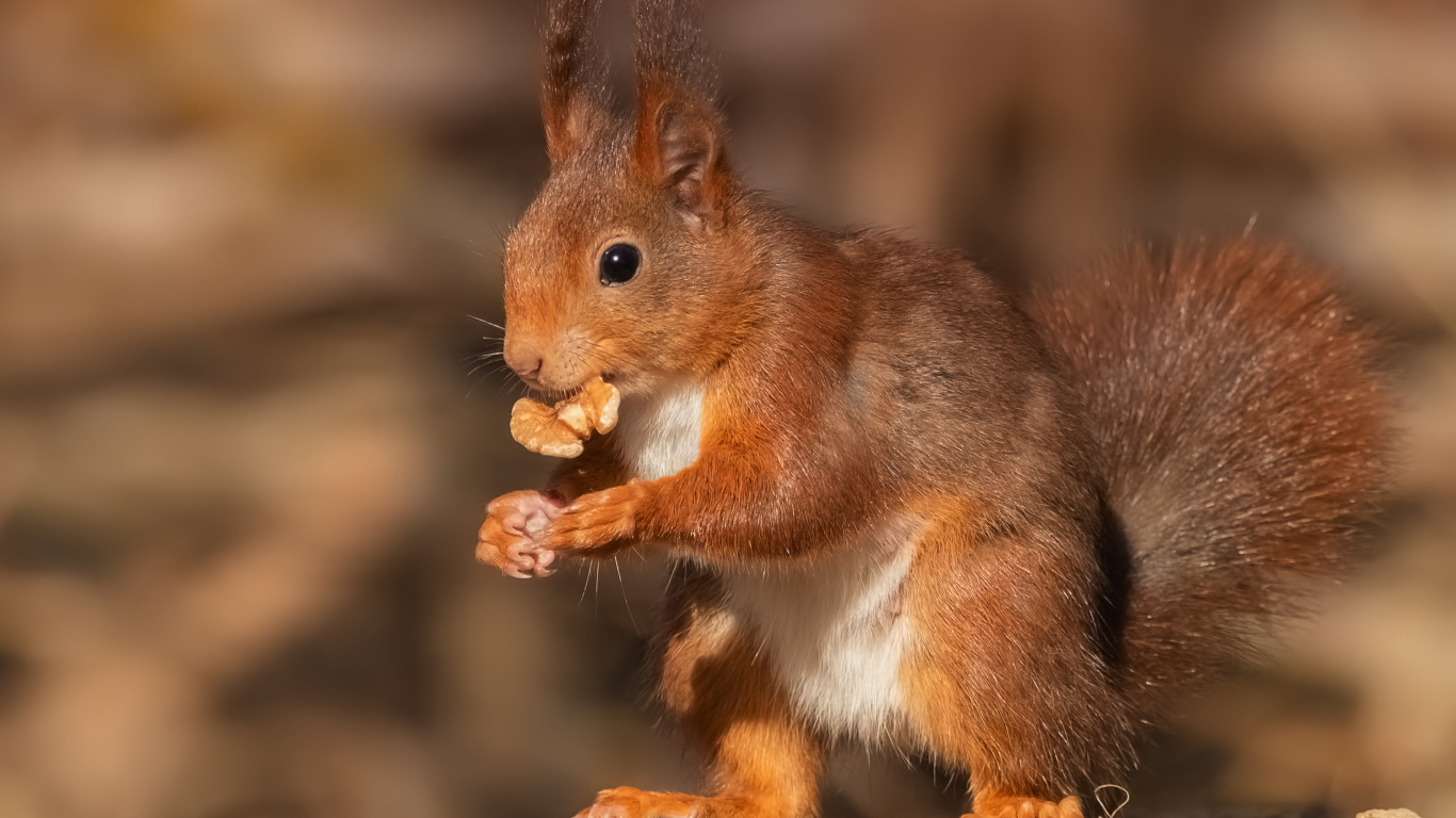 Funny red squirrel nibbles a walnut on a stump