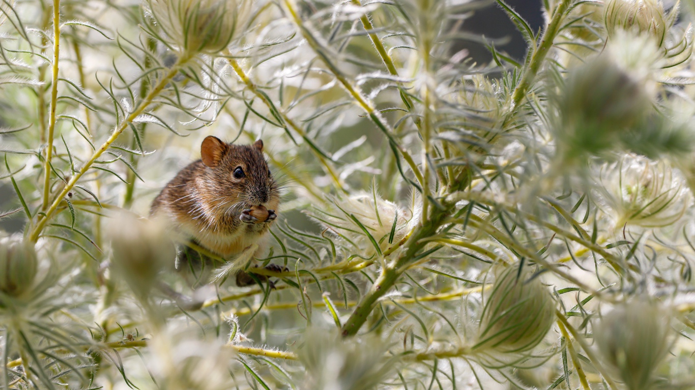 Маленькая мышка сидит на зеленой траве