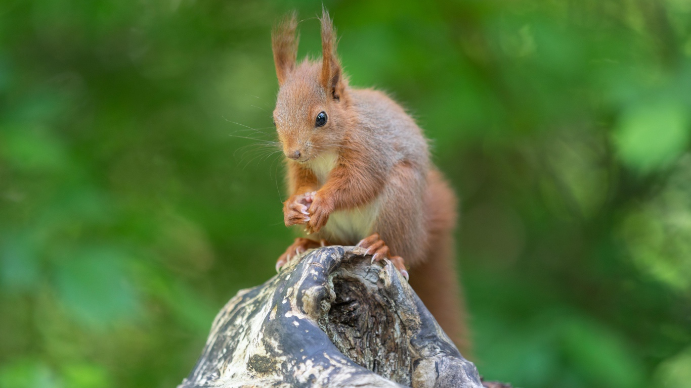 Маленькая рыжая белка грызет орех на коряге 