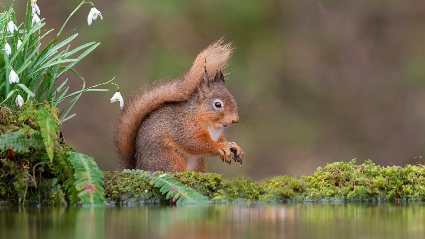 Маленькая рыжая белка стоит у воды