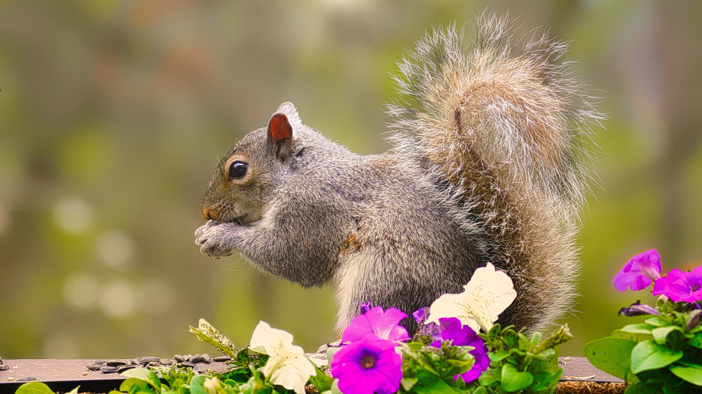 Little squirrel chewing on a nut near the petunia flowers