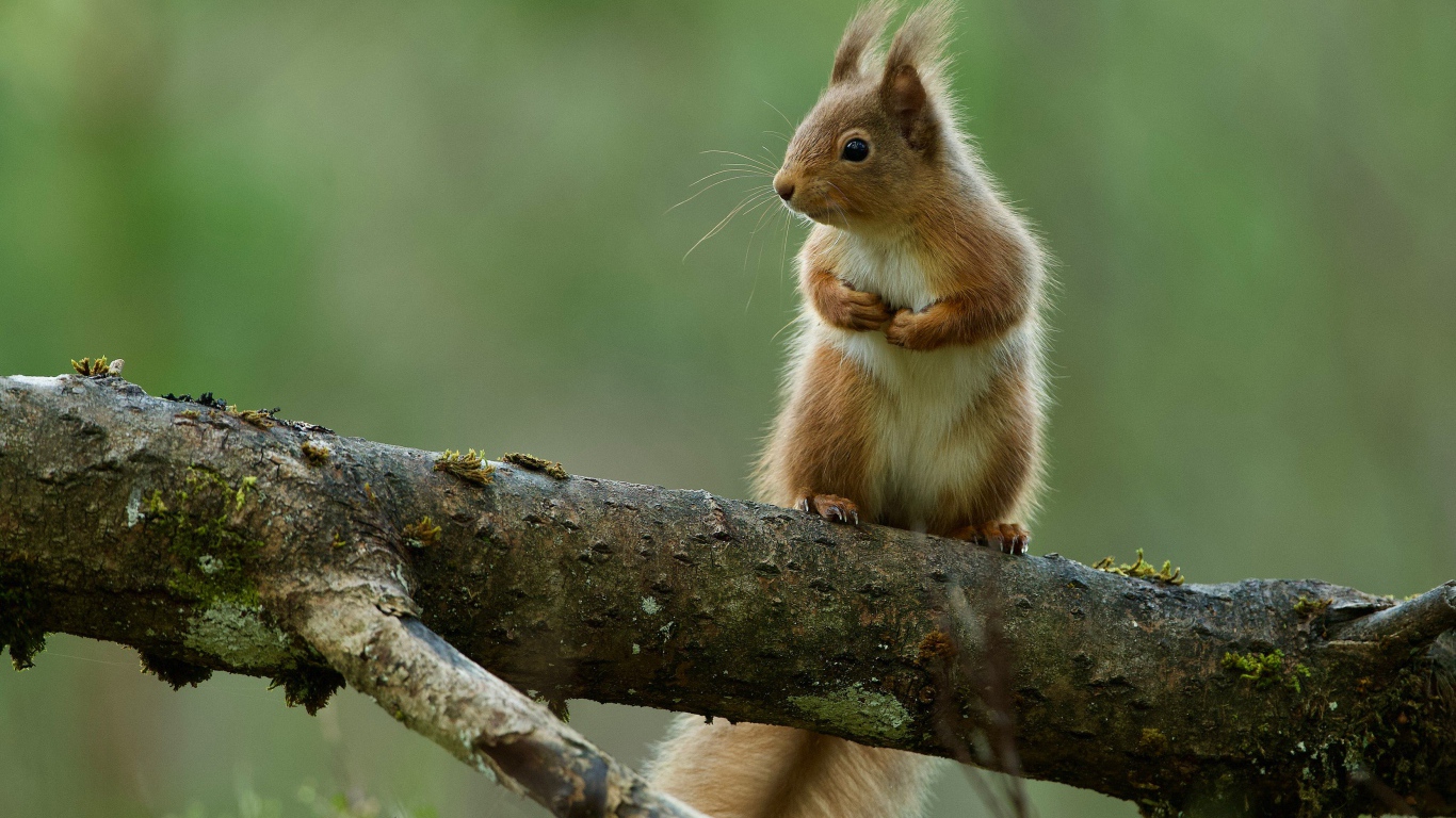 Маленькая белка сидит на ветке сухого дерева 