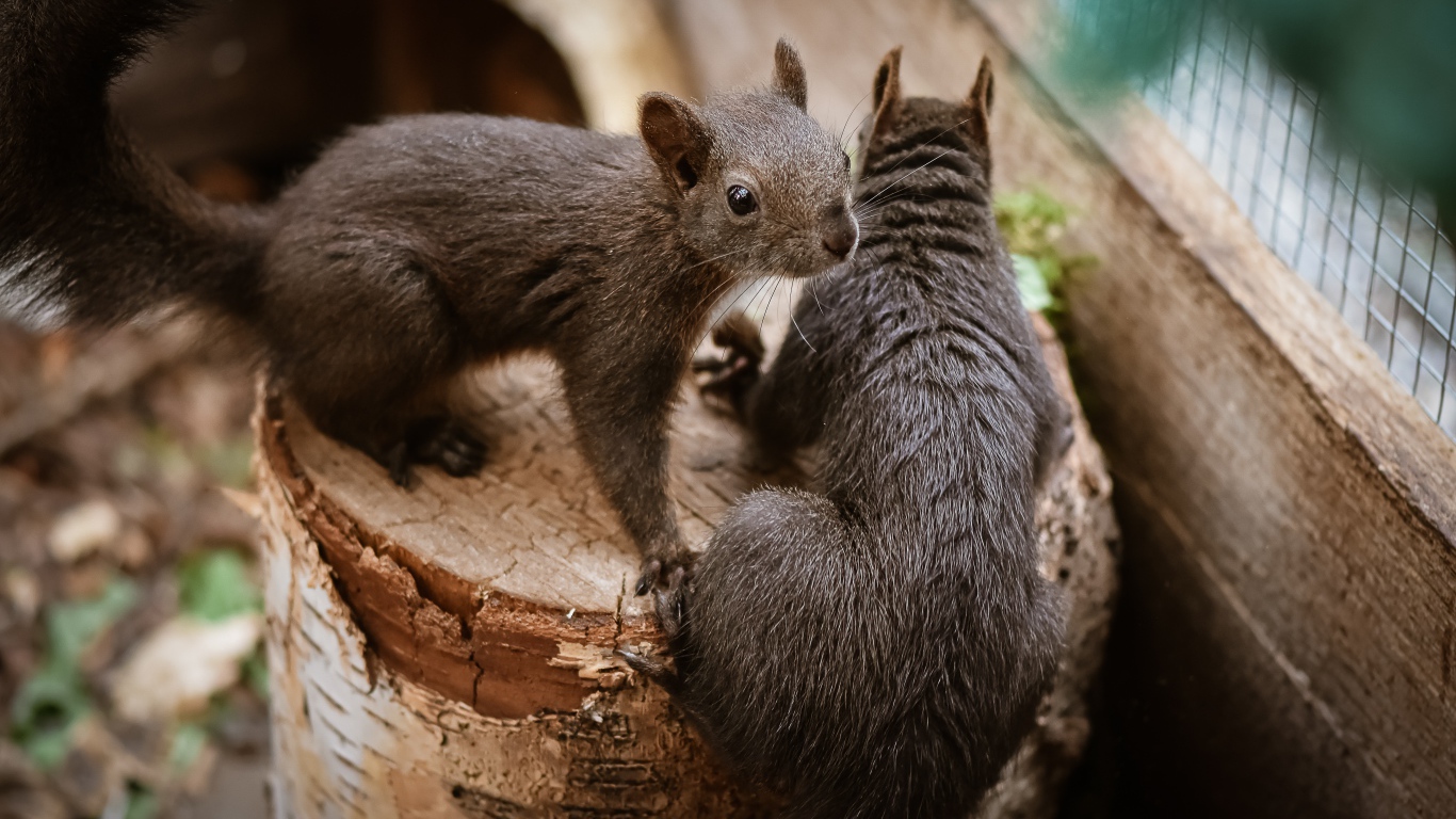 Two squirrels on a tree stump in a cage at the zoo