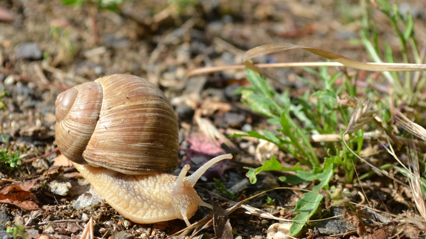 Big snail creeps on the ground