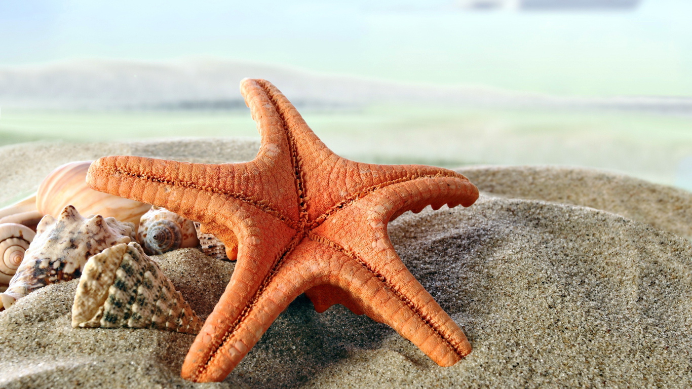 Большая морская звезда на песке с ракушками