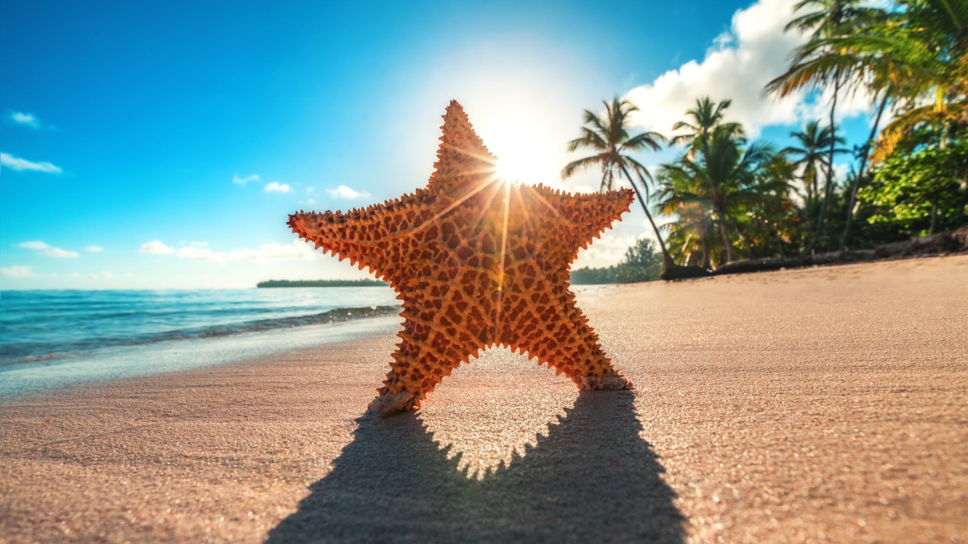 Морская звезда на горячем песке у моря летом 