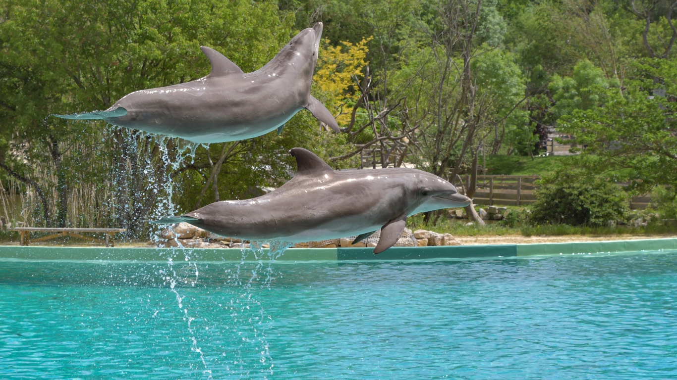 Два больших дельфина выпрыгивают из воды