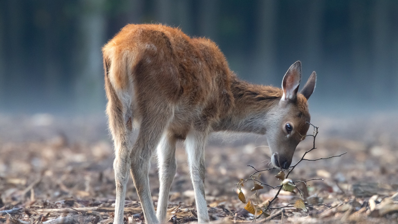 Самка оленя пасется в лесу
