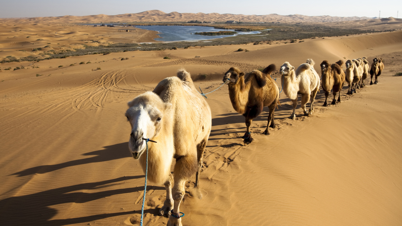 Караван верблюдов идет по жаркой пустыне