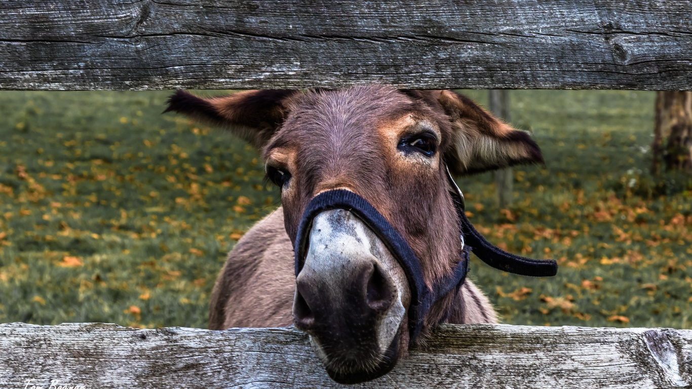 Любопытный осел в загородке
