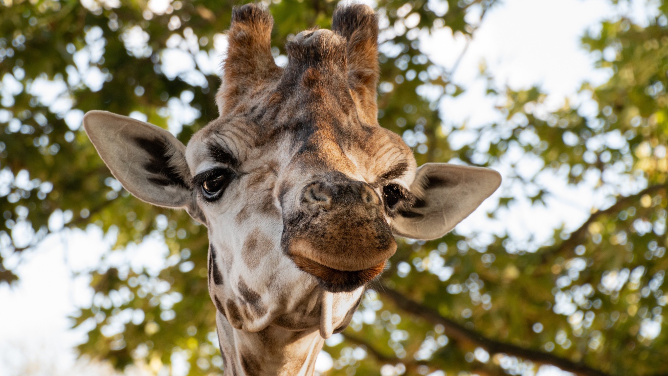 Голова жирафа крупным планом на фоне дерева