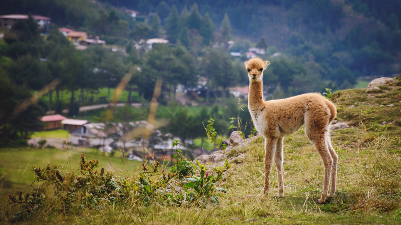 Маленькая викунья пасется на траве